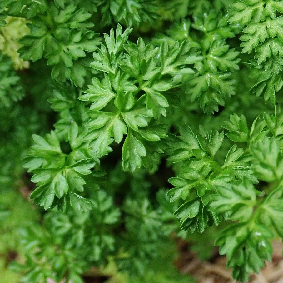 Cerfeuil frisé (plant BIO)