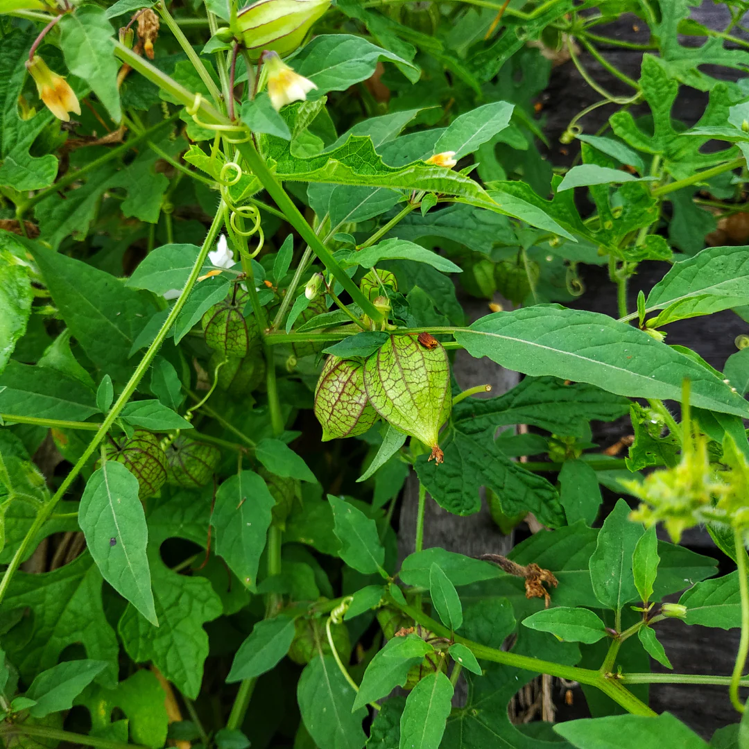 Cerise de terre 'Little Lantern' (plant BIO)