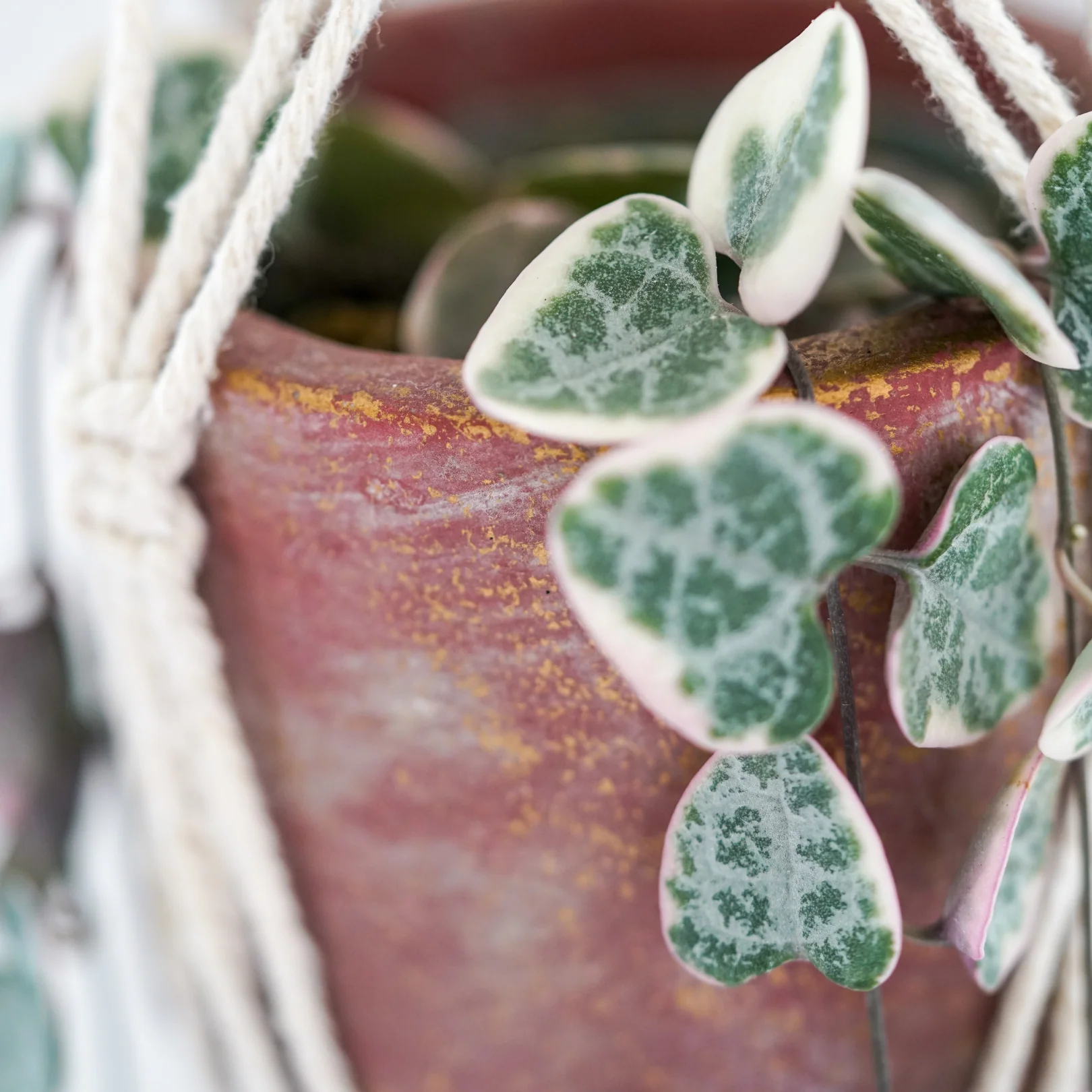 Bébés plantes au profit de la néonatalogie (mars seulement)