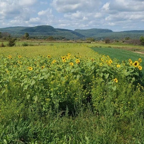 Tournesol de champs en auto-cueillette