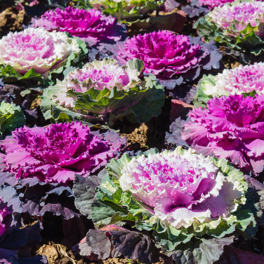 Chou décoratif mix - Brassica