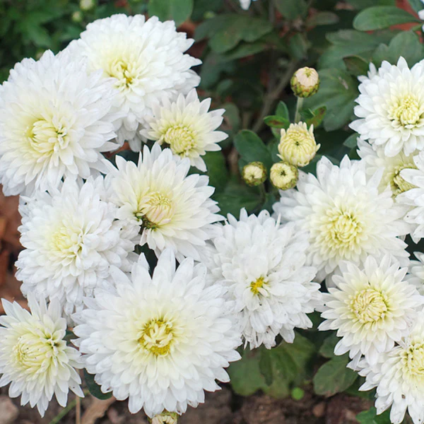 Chrysanthème d'automne Igloo Blanc - Chrysanthemum morifolium 'My Favorite blanc'