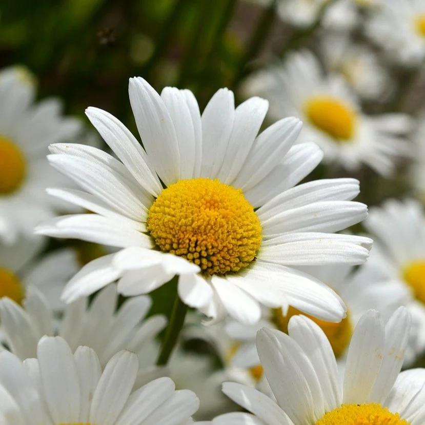 Chrysanthème 'Silver Princess' - Chrysanthemum (Leucanthemum) maximum 'Silver Princess'