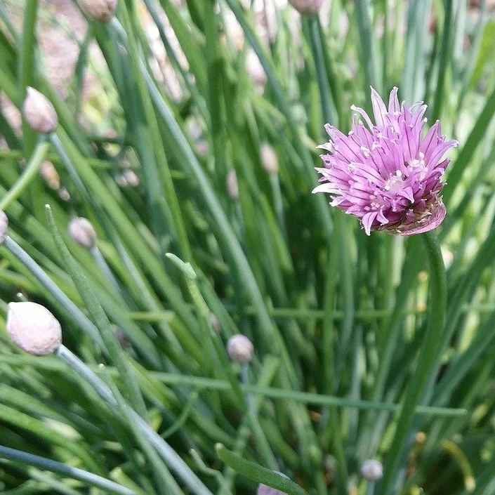 Ciboulette de jardins (plant BIO)