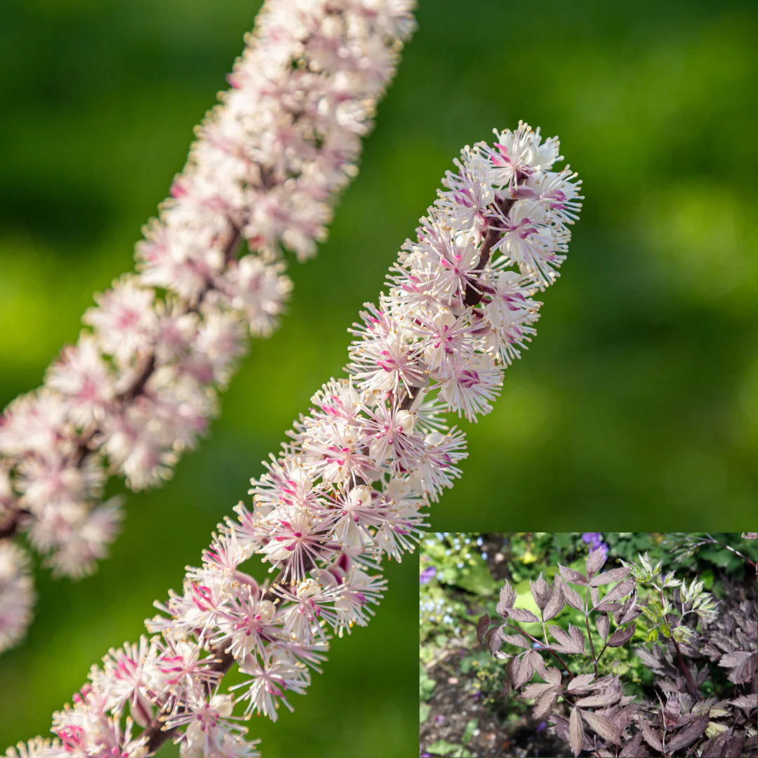 Cierge d'argent Pink Spike - Cimicifuga racemosa 'Pink Spike'