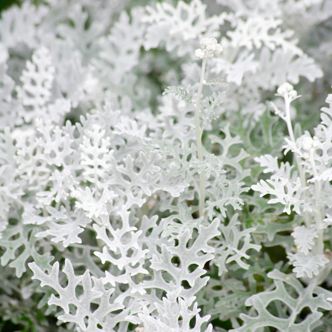 Cinéraire - Senecio