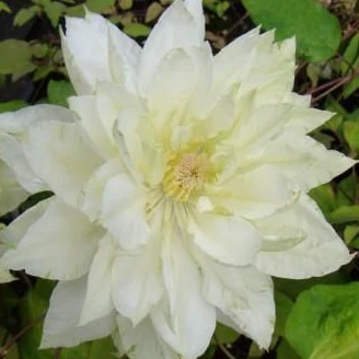 Clématite Yukiokoshi - Clematis 'Yukiokoshi'