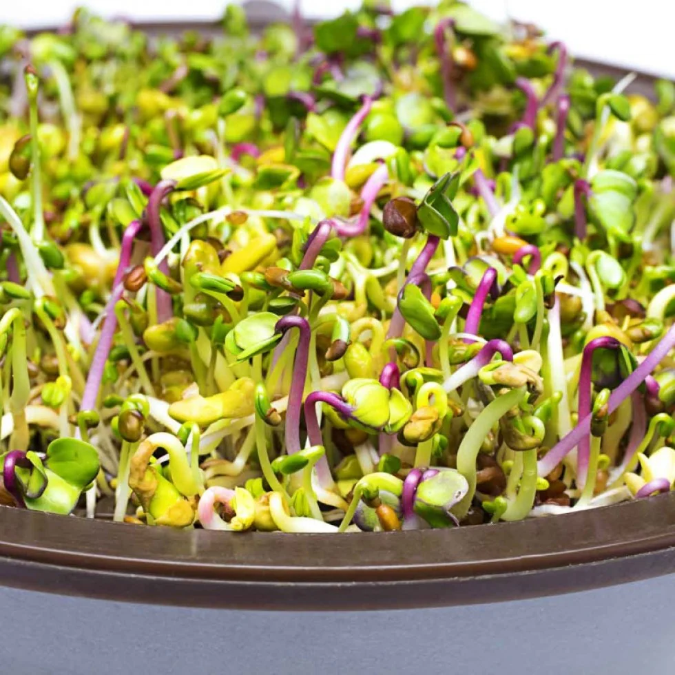 Sandwich Booster sac, pousses – Image 2