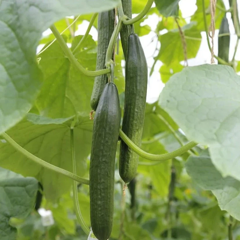 Concombre anglais 'Telegraph' (plant BIO)