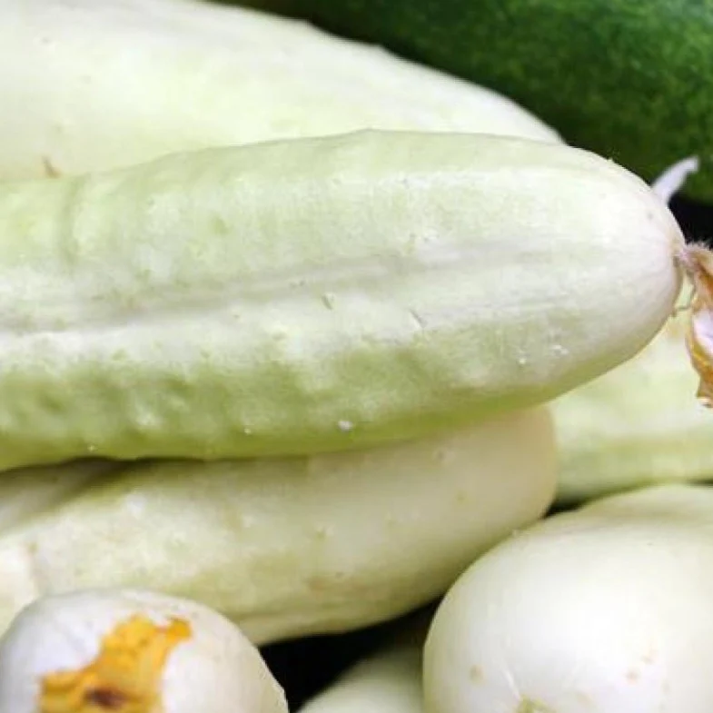 Concombre blanc de Hollande (plant BIO)