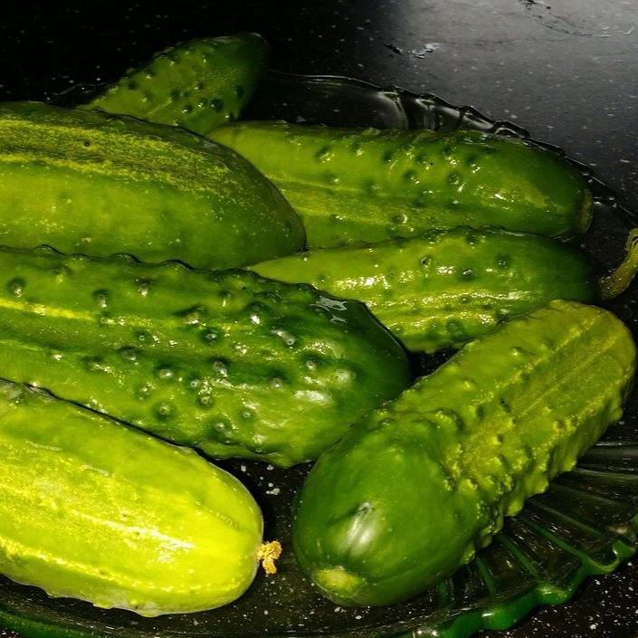 Concombre cornichon 'National Pickling' (plant BIO)