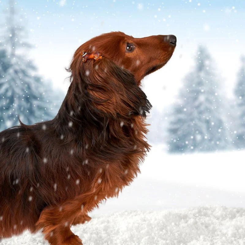 Pince à cheveux teckel – Image 3