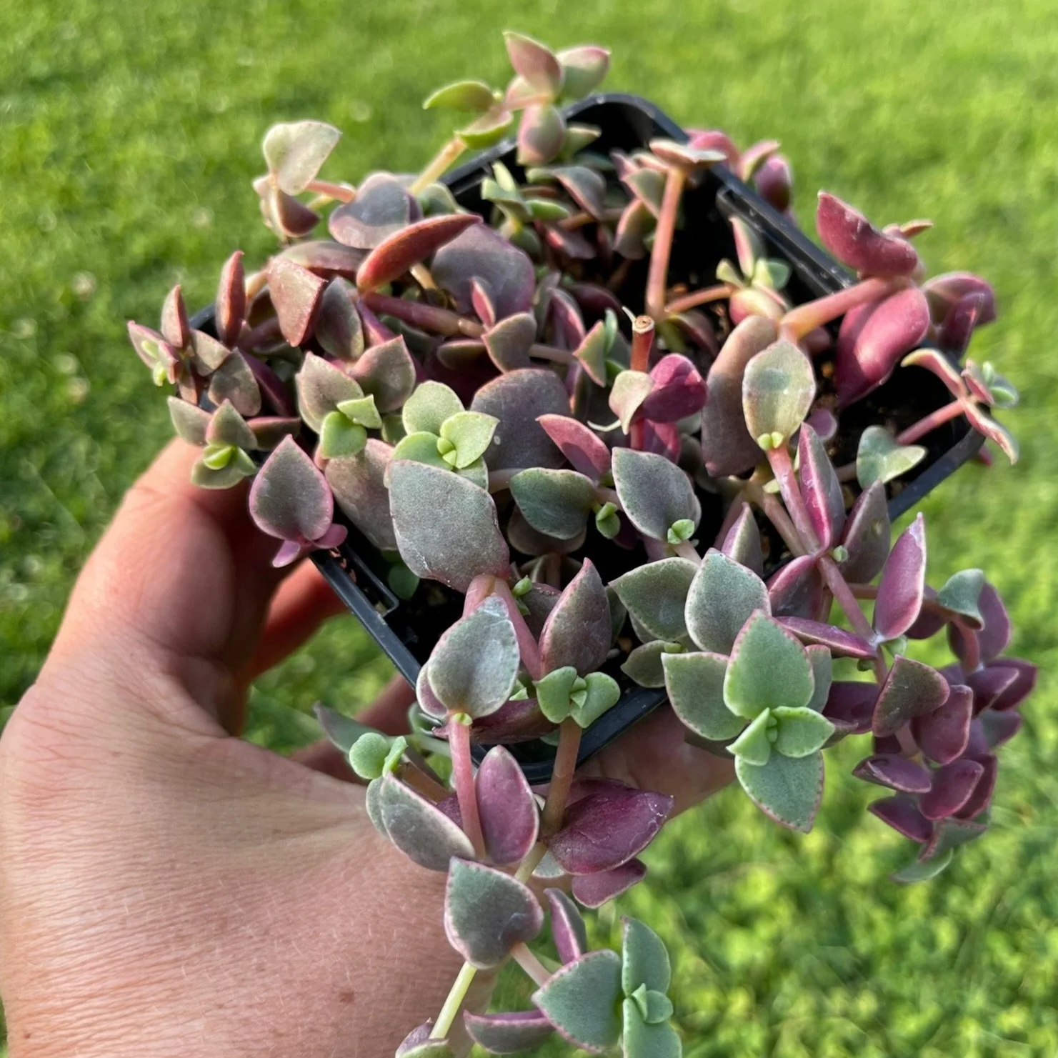 Crassula - Crassula pellucida marginalis