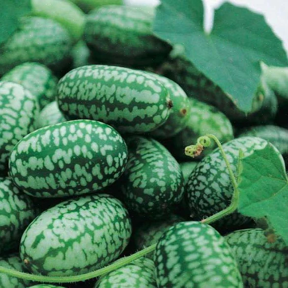 Concombre mexicain, melon souris, cucamelon (plant BIO)