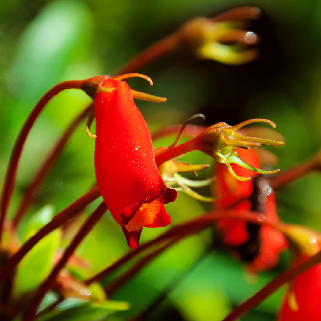 Vermillionaire - Cuphea – Image 2