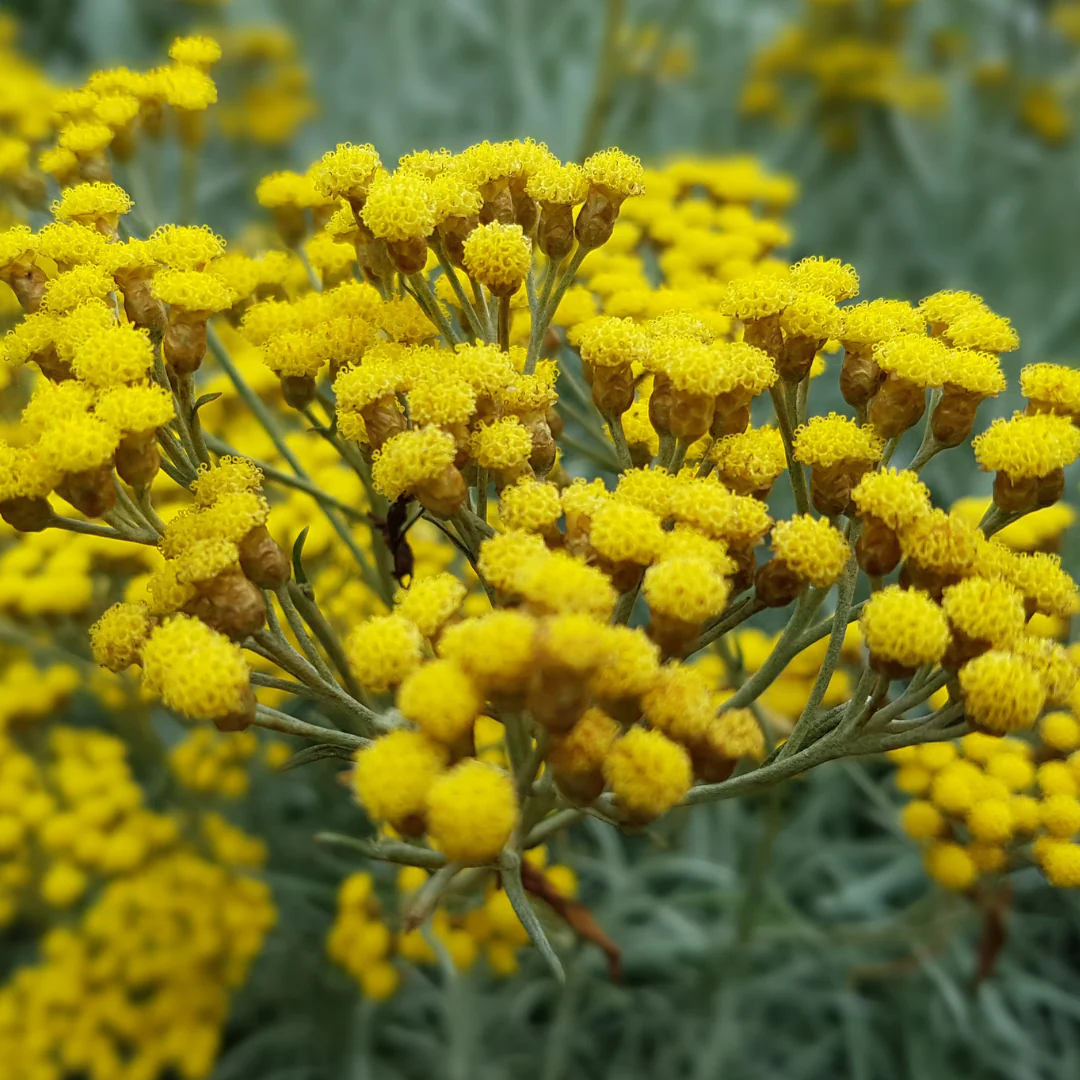 Cari - Curry (plant NON-BIO)