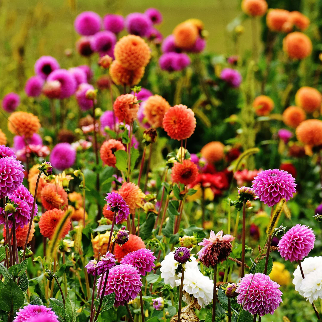 Dahlia - Dahlia (plant) – Image 2