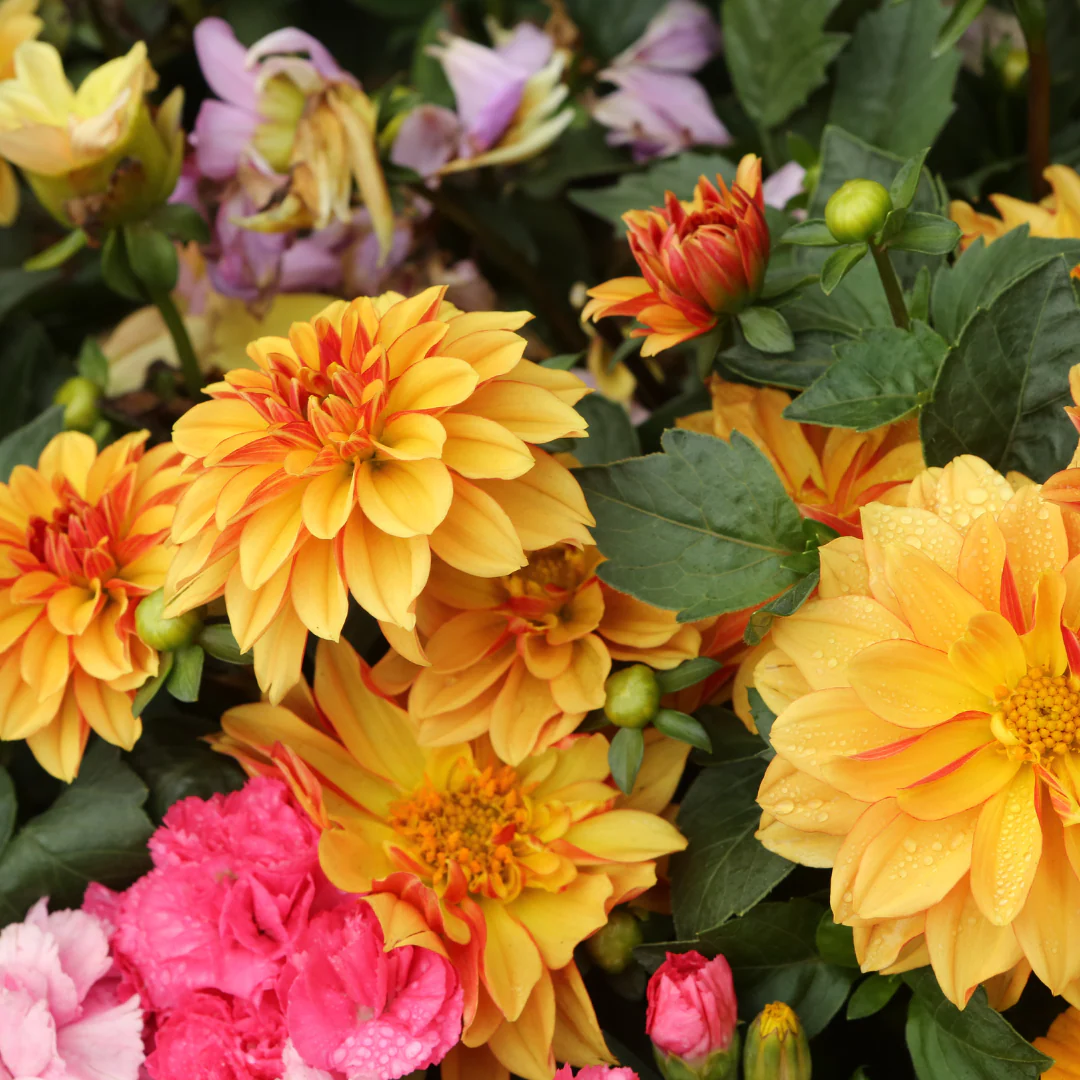 Dahlia - Dahlia (plant) – Image 4