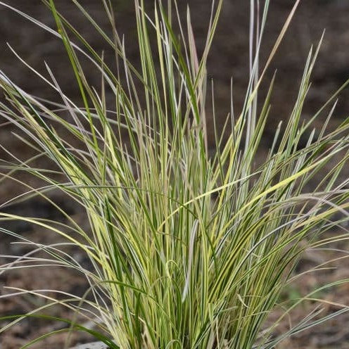 Deschampsia Northern Lights - Deschampsia cespitosa 'Northern Lights'