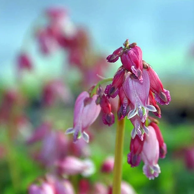 Cœur saignant Luxuriant - Dicentra formosa 'Luxuriant'