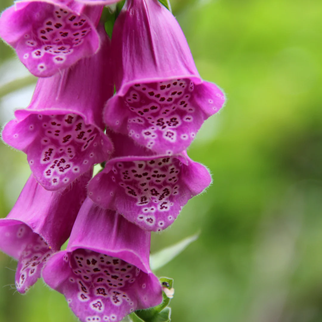Gant de Notre-Dame Dalmatian Purple - Digitalis ’Dalmatian Purple’