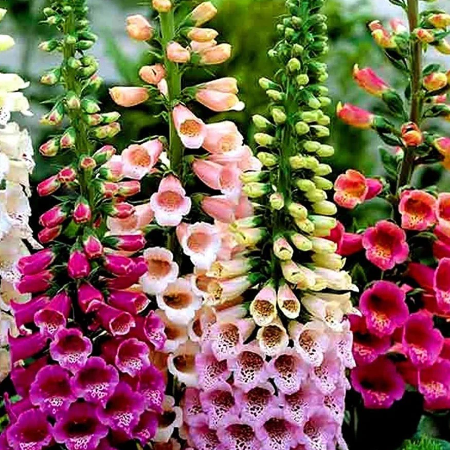 Gant de Notre-Dame ’Foxy’ - Digitalis purpurea ’Foxy’