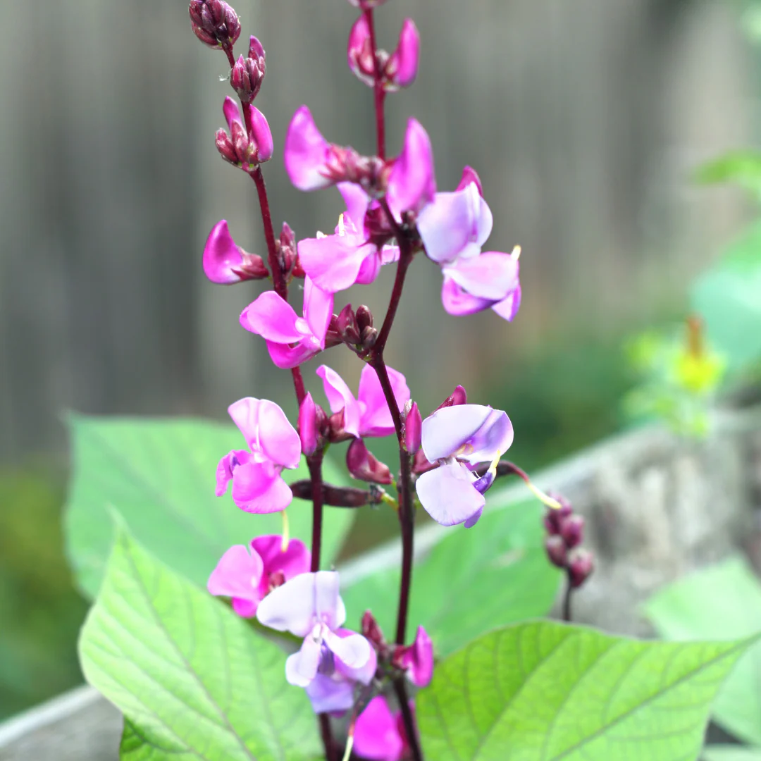 Dolique - Dolichos lablab