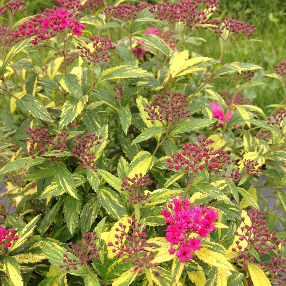 Spirée Double Play Painted Lady - Spiraea japonica 'Double Play Painted Lady'