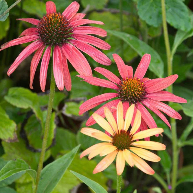 Échinacée Cheyenne Spirit - Echinacea 'Cheyenne Spirit'