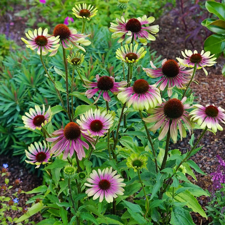 Echinacée 'Green Twister' - Echinacea purpurea 'Green Twister'