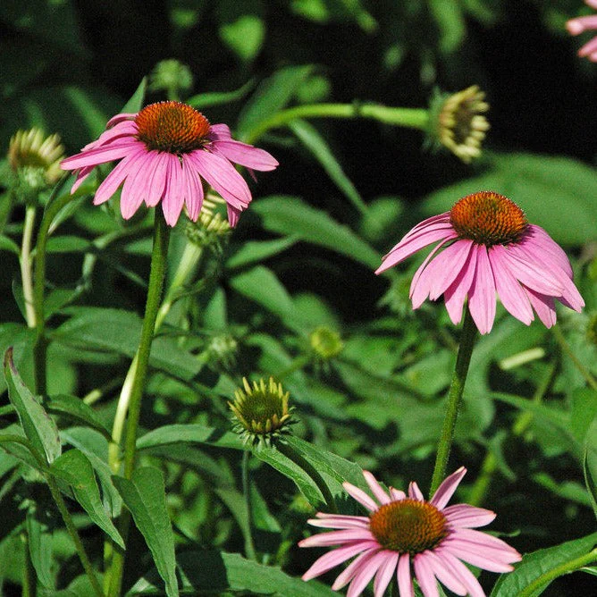Échinacée pourpre - Echinacea purpurea
