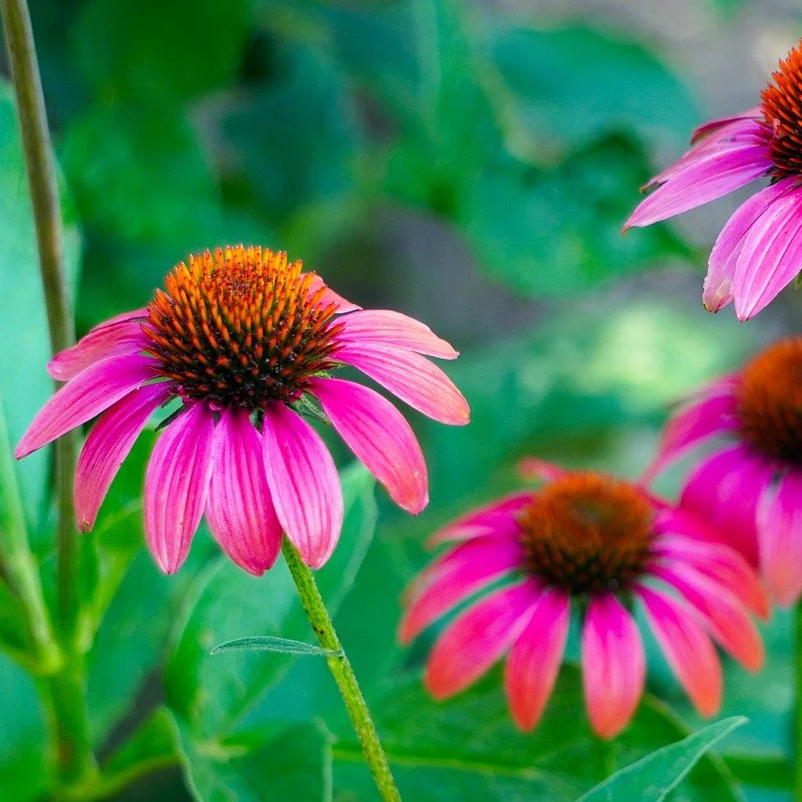 Echinacée 'Ruby Star' - Echinacea purpurea 'Ruby Star'