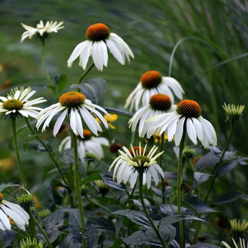 Échinacée Alba - Echinacea purpurea 'Alba'