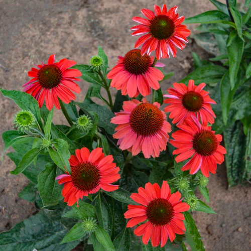 Échinacée Frankly Scarlet - Echinacea 'Frankly Scarlet'