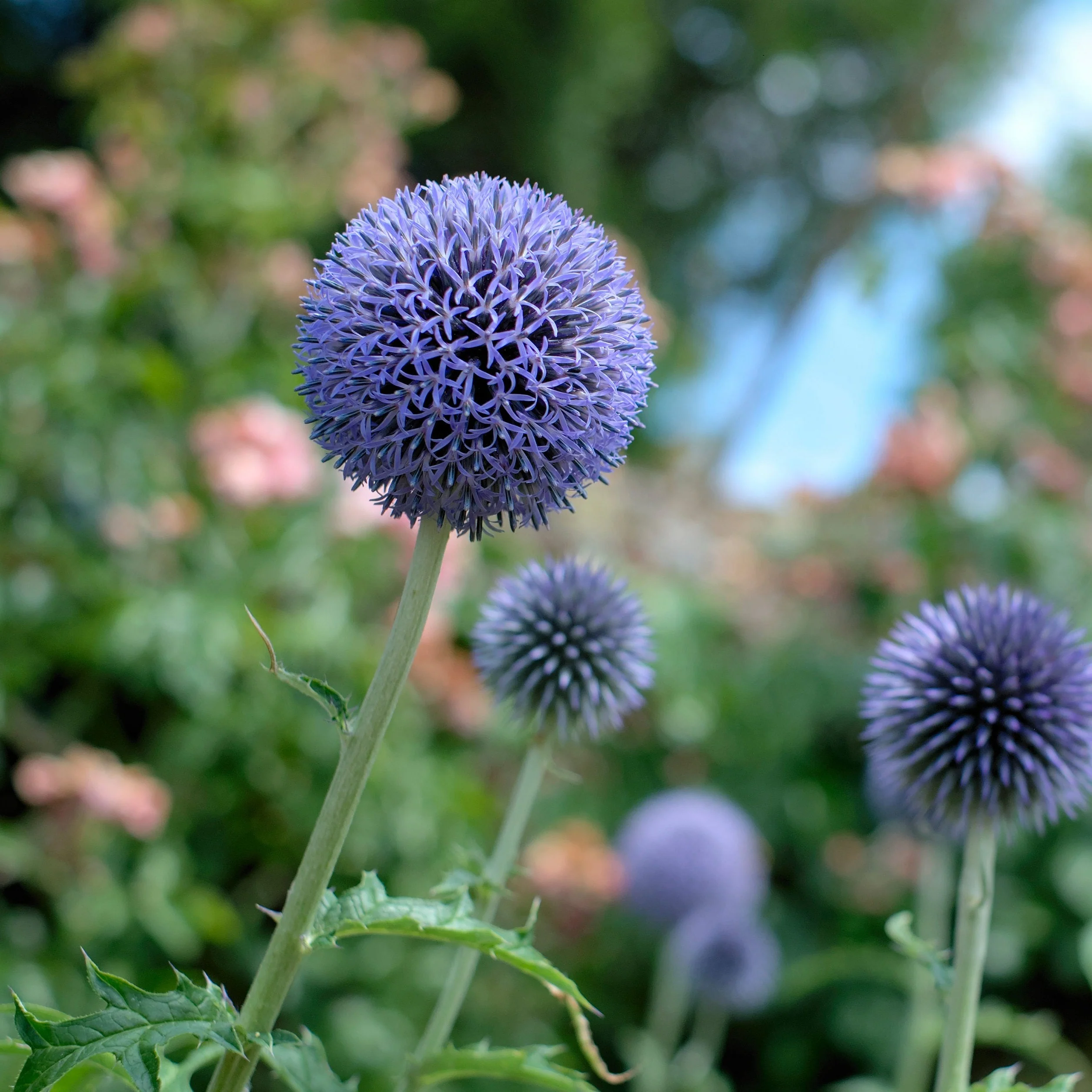 Boule Blue Globe - Echinops bannaticus 'Blue Globe'