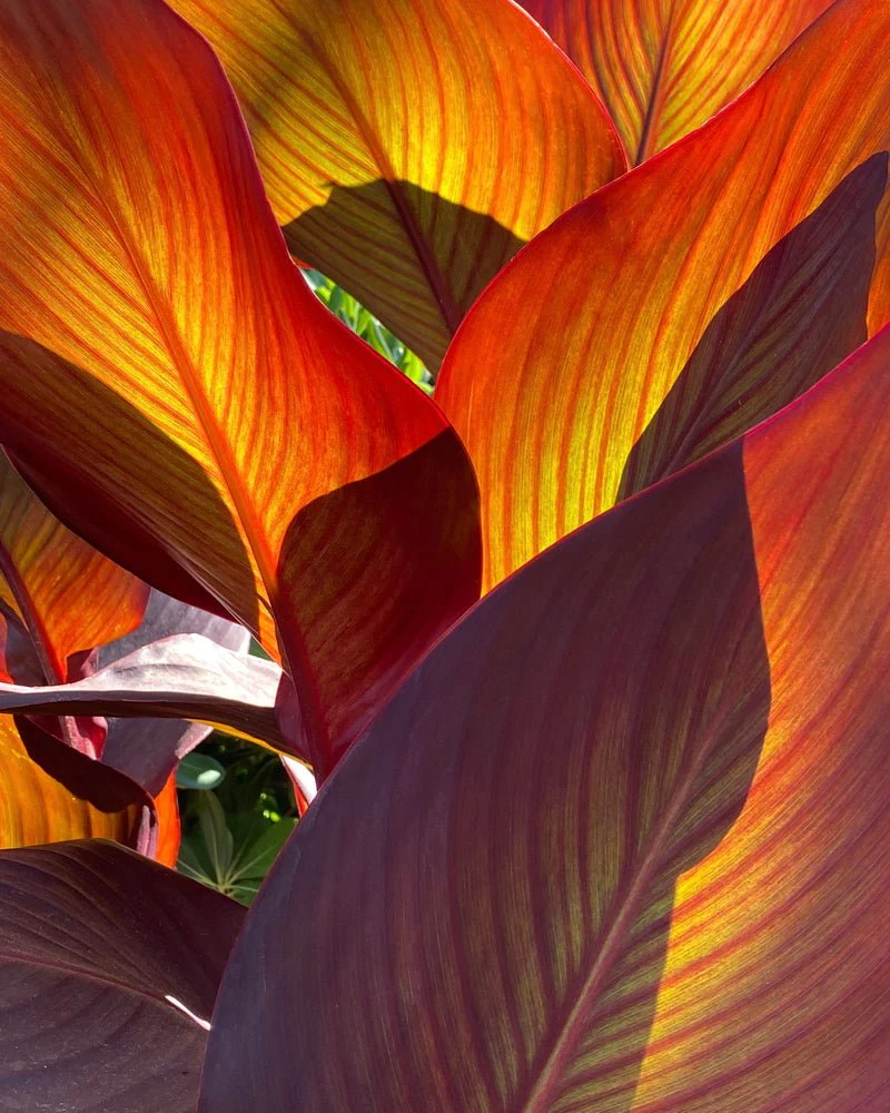 Ambre Nomade Extrait de Parfum – Image 4