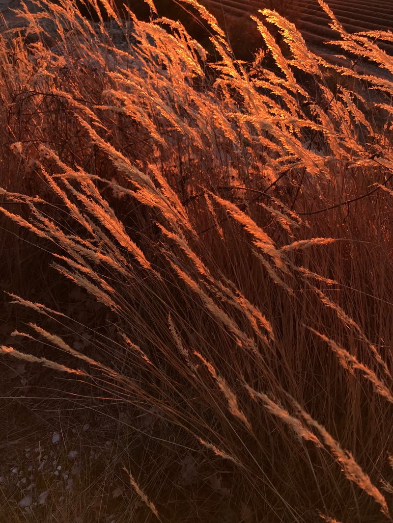 Ambre Nomade Extrait de Parfum – Image 6