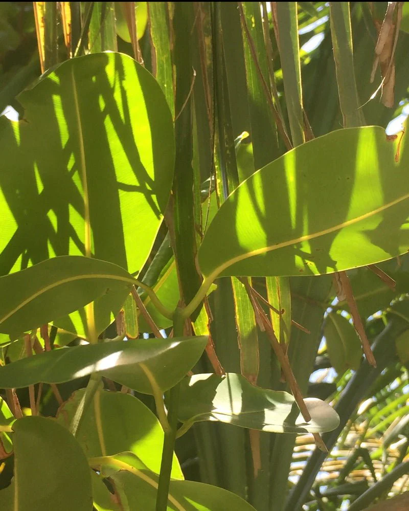 Eau de Papaguena Extrait de Parfum – Image 6