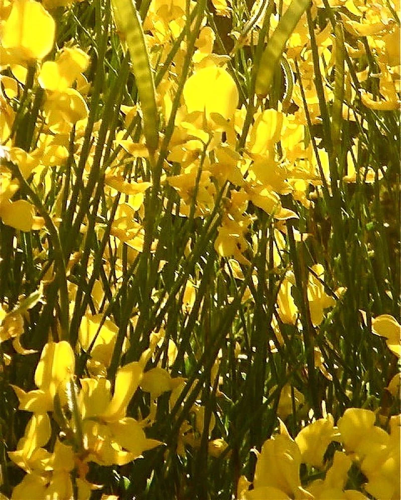 Eau de Papaguena Extrait de Parfum – Image 5