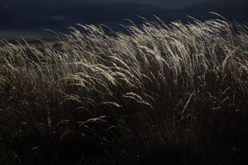 Extrait Noir – Image 8