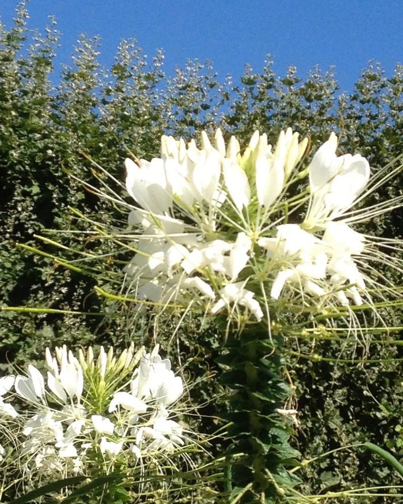 Jasmin Paradis Extrait de Parfum – Image 5