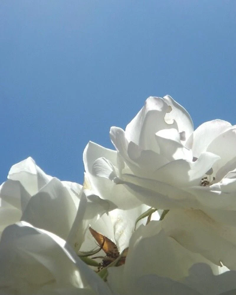 Jasmin Paradis Extrait de Parfum – Image 2