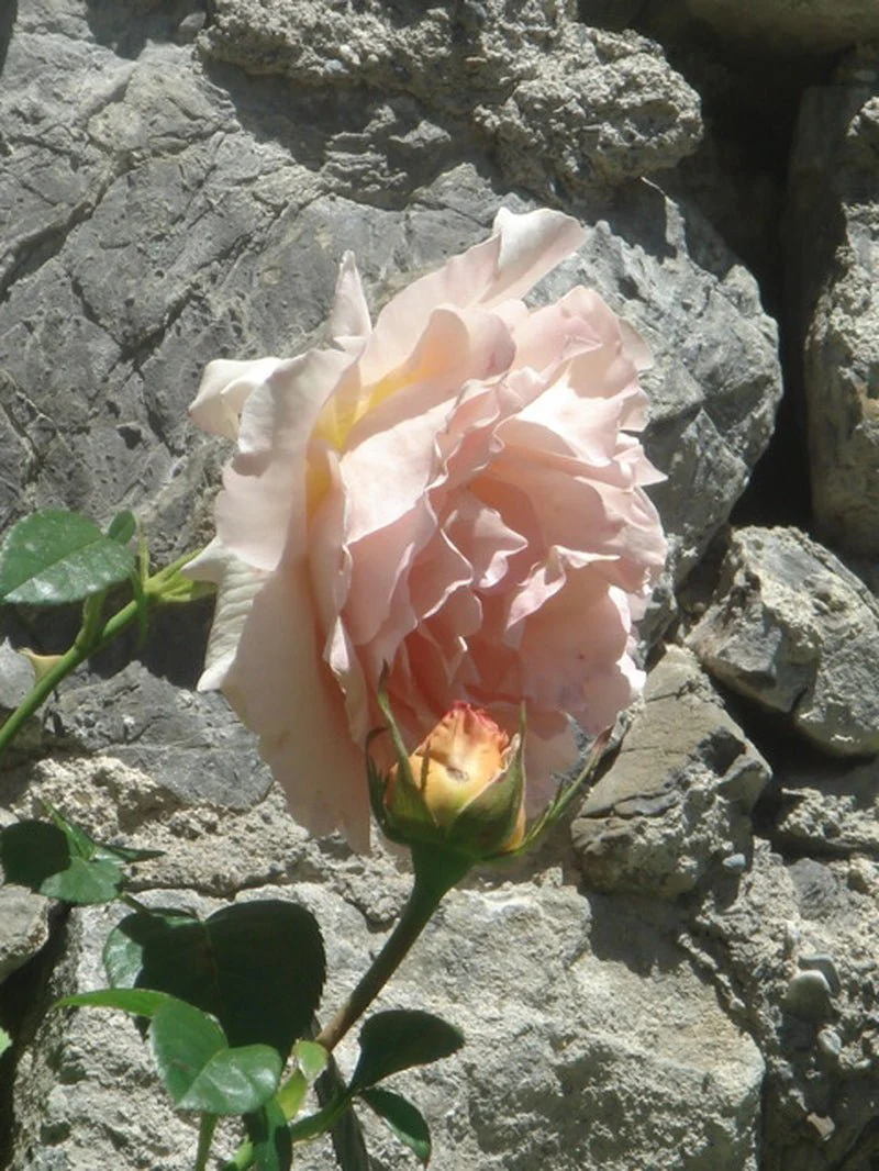 Poudre Désir Extrait de Parfum – Image 8