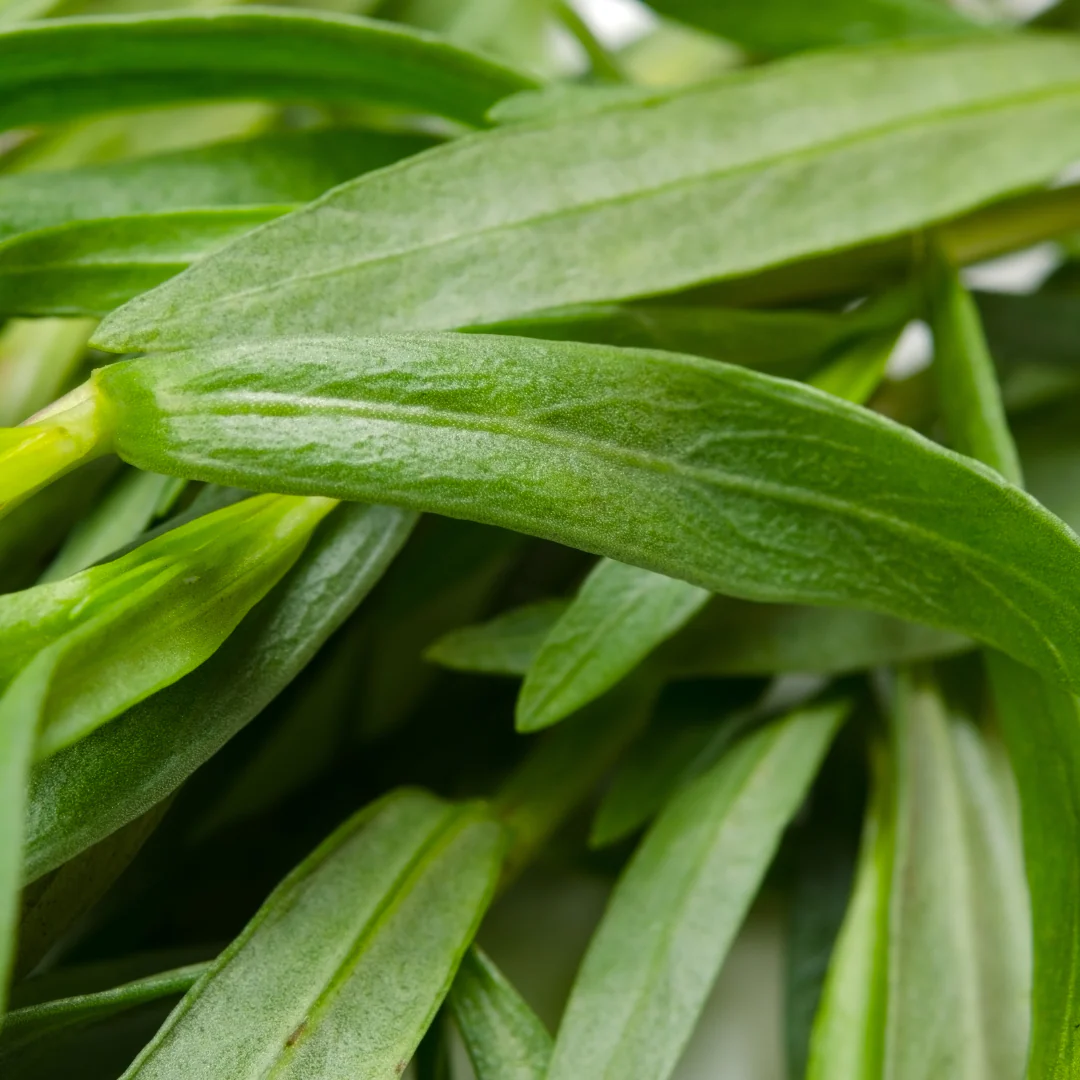 Estragon français (plant NON-BIO)