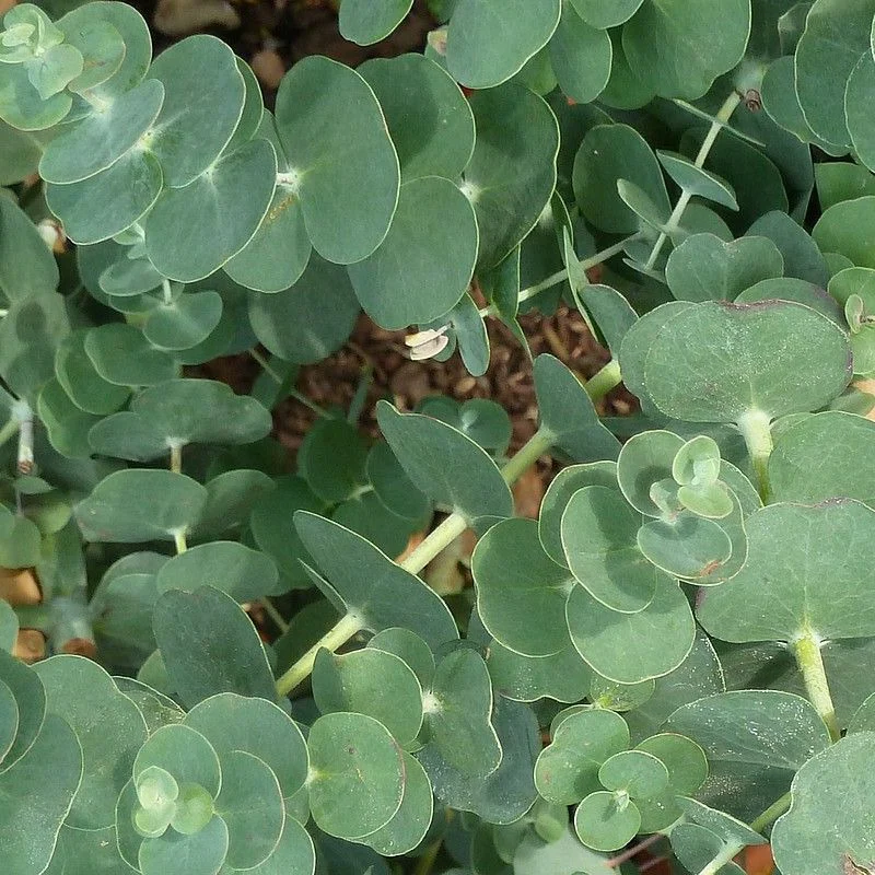 Eucalyptus Baby Blue - Eucalyptus 'Baby Blue' (plant)