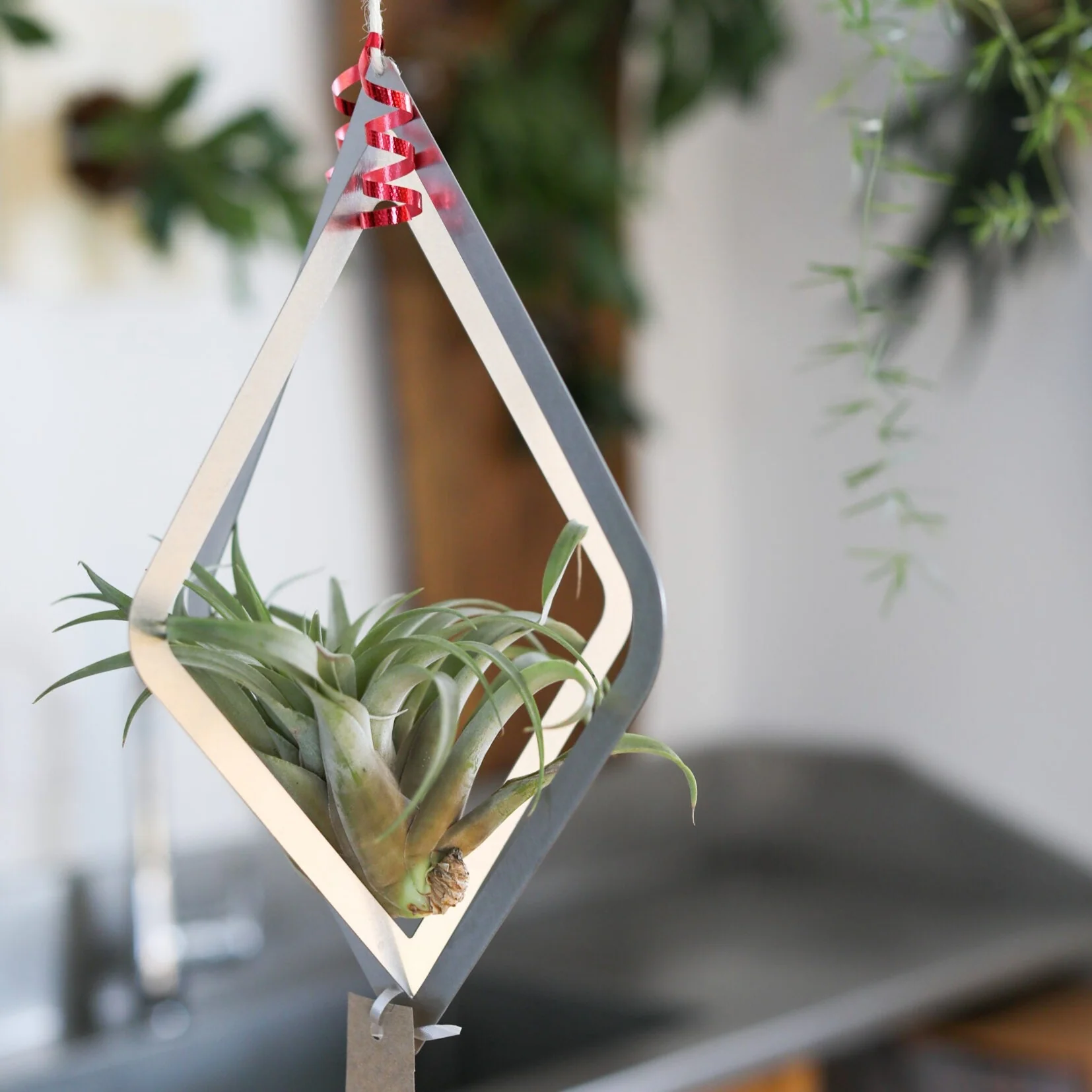 Suspension en inox grand format pour Tillandsia