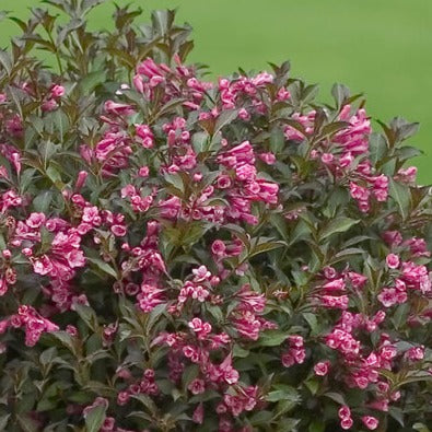 Weigela Very Fine Wine - Weigela florida 'Very Fine Wine'