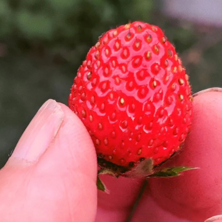 Fraise, Fraisier Mara des Bois - Fragaria 'Mara des Bois'