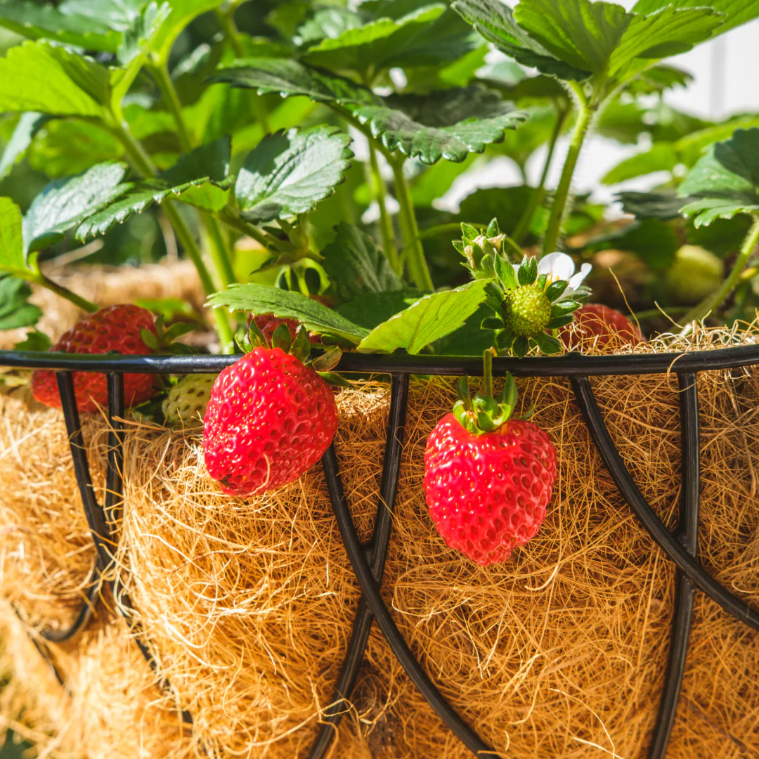 Fraise fraisier fleur blanche Delizz - Fragaria 'Delizz' – Image 2