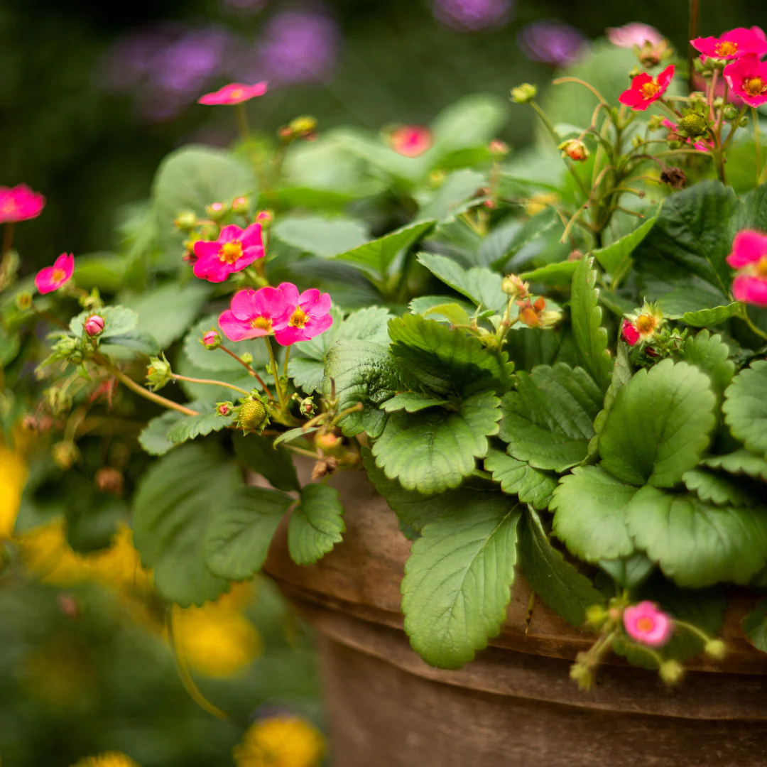Fraise fraisier fleur rose foncé Toscana - Fragaria 'Toscana'